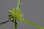 Pasture spikesedge