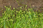 Pasture spikesedge