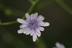 Woodland lettuce