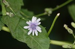 Woodland lettuce