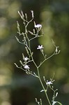 Woodland lettuce