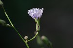 Woodland lettuce