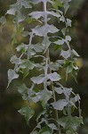 Woodland lettuce