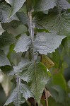 Woodland lettuce