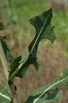 Prickly lettuce