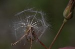 Prickly lettuce