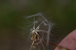 Prickly lettuce