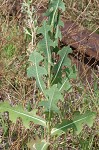 Prickly lettuce