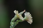 Prickly lettuce