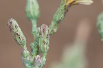 Prickly lettuce