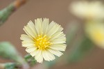 Prickly lettuce