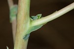 Prickly lettuce