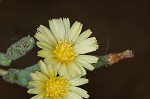 Prickly lettuce