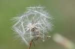 Prickly lettuce