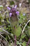 Purple deadnettle