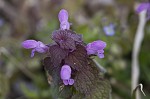 Purple deadnettle