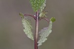 Purple deadnettle