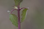 Purple deadnettle