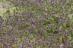 Purple deadnettle