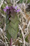 Purple deadnettle