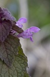 Purple deadnettle