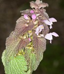 Purple deadnettle