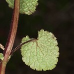 Purple deadnettle