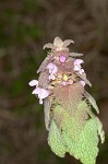 Purple deadnettle