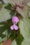 Purple deadnettle