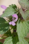 Purple deadnettle