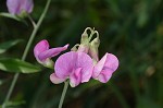 Everlasting pea