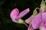 Everlasting pea