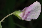 Everlasting pea