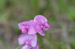 Everlasting pea