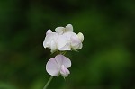 Everlasting pea