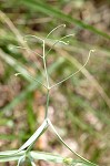 Everlasting pea