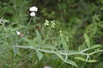 Everlasting pea