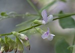 Veiny pea