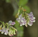 Veiny pea