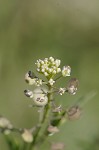 Virginia pepperweed