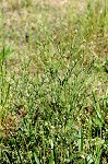 Virginia pepperweed