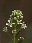 Virginia pepperweed