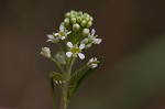 Virginia pepperweed