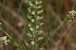 Virginia pepperweed