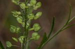 Virginia pepperweed