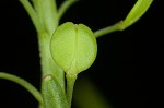 Virginia pepperweed