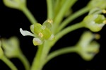 Virginia pepperweed