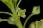 Virginia pepperweed