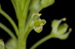 Virginia pepperweed