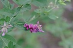 Bicolor lespedeza